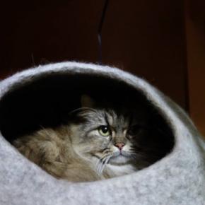 『ペットホテル』に預けられた猫が思っていること5つ　環境の変化による影響や帰宅した後の接し方まで