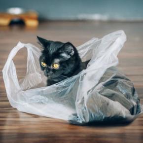 愛猫にさせてはいけない『危険な遊び方』3つ 思わぬ事故のリスクや安全に遊ぶ方法まで