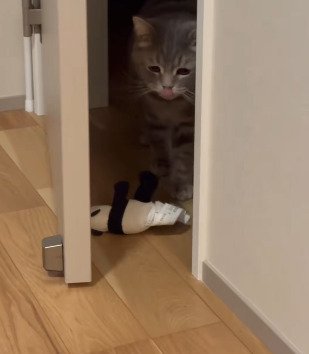 ドアの前にぬいぐるみを落としたメルくん