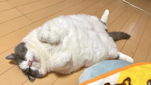 へそ天する猫