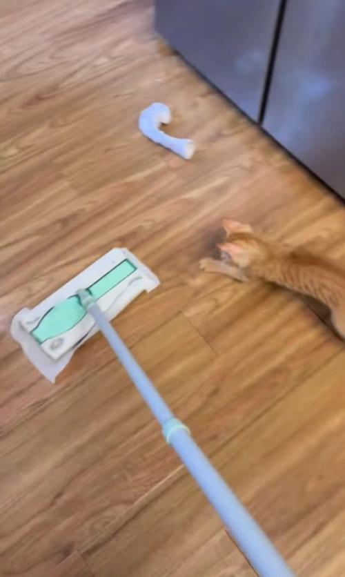 進んで行く掃除道具を追いかける子猫