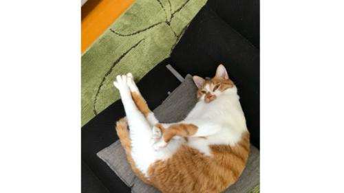 寝ている猫