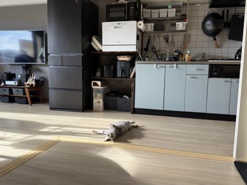 広い部屋に寝転がる猫