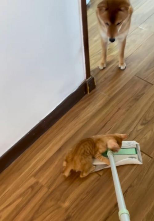 掃除道具のヘッド部分に乗る子猫