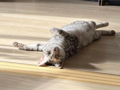 仰向けになってくつろぐ猫