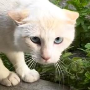 警戒心が強かったガリガリの野良猫を保護したら…胸が熱くなる『現在の様子』に「顔つきが変わってる」「幸せになってよかった」と反響