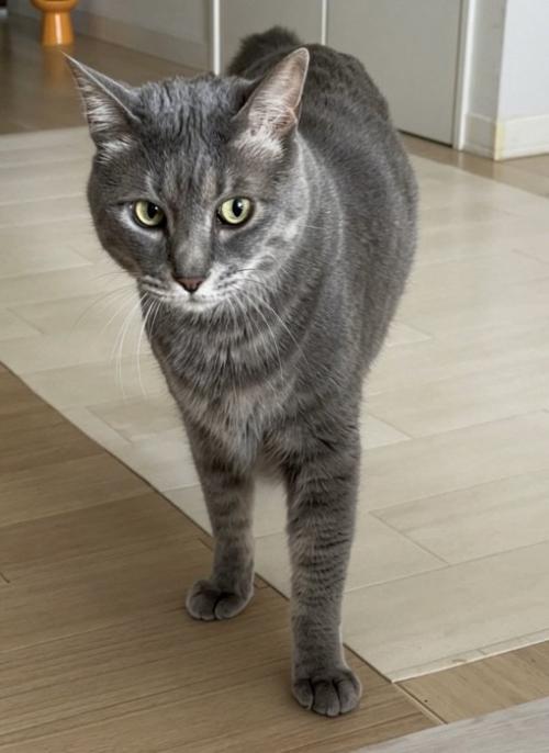 立っている猫