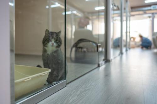 ペットホテルの猫