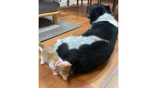 猫と犬