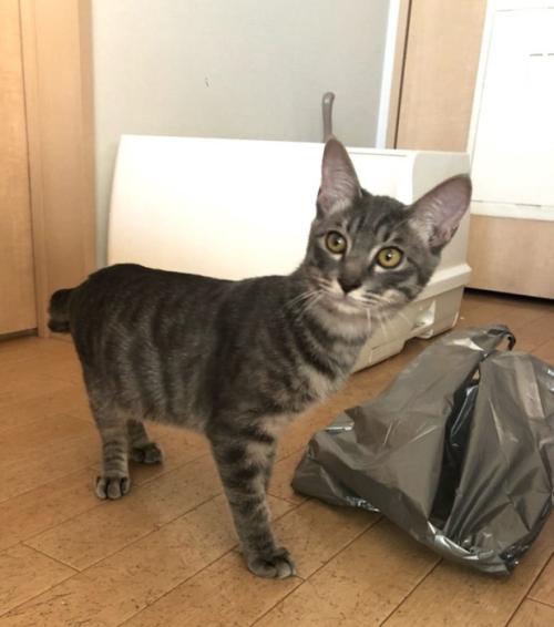 横を向く子猫