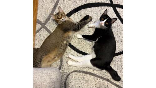 室内にいる猫