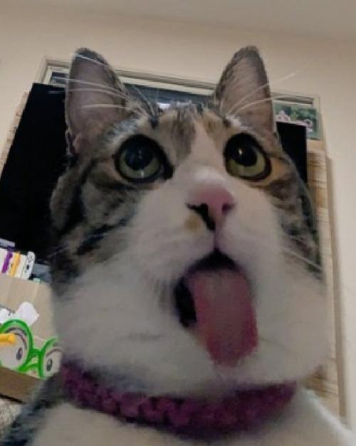 変な表情の猫