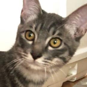 生後5か月の子猫→小さくて心配していたら、1か月後…想像を超える『ビフォーアフター』に「かぐや姫並みだ」「成長速度バグってるｗ」と驚愕