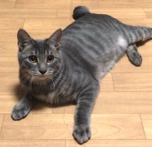 寝そべる子猫