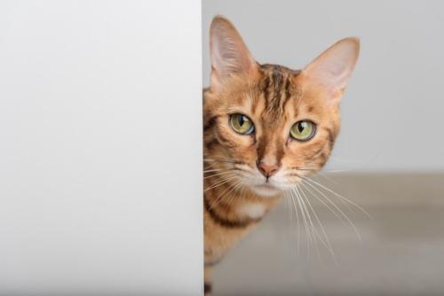 物陰から様子を伺う猫
