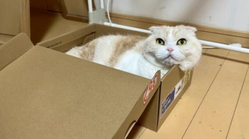 箱に入る猫