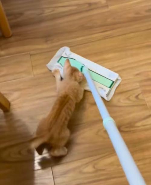 掃除道具のヘッド部分にしがみつく子猫