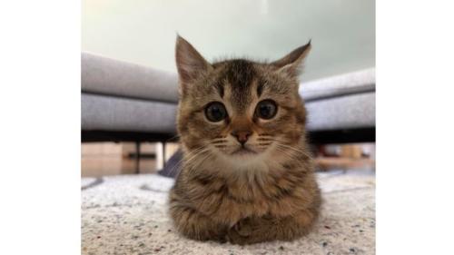 お手手ないないしている猫