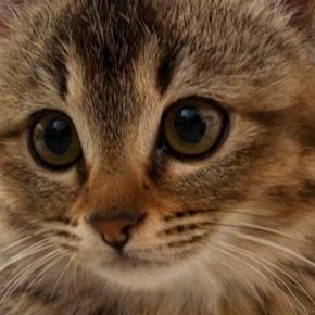 おててないないをする姉妹猫→見比べてみると…ちょっとした『違い』が可愛すぎると2万いいね「ニヤニヤが止まらない」「プロですな」
