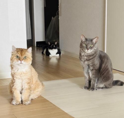 カメラ目線の3匹の猫