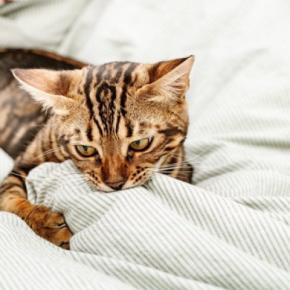 猫が『ウールサッキング』をしたがる理由3つ 布を吸う行動に隠れた心理や注意点