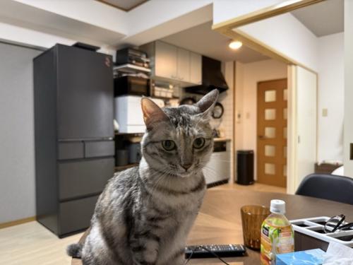 テーブルの上の猫
