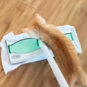 床掃除を始めたら、子猫が近づいてきて…思わず笑ってしまう『可愛い光景』が60万再生「毎日掃除したくなるねｗ」「AIかと思ったｗ」