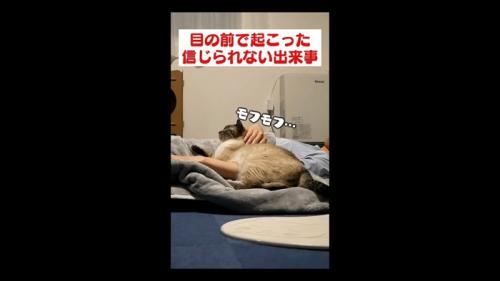 モフモフ…