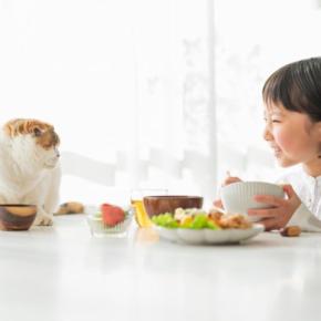 人間にとって『健康にいい食品』でも猫には注意?3つの食べ物ごとの安全性や影響を解説