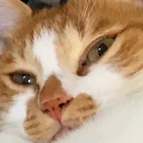 毎日『独特な体勢で寝ている猫』が心配になり動物病院へ連れて行ったら…先生が放った一言に3万いいね「個性出るよねw」「思わず笑った」
