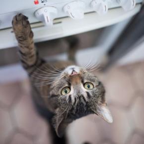猫が『炊飯器に乗ろうとする』4つの理由 温かさを求めているの?やめさせるための対策方法も