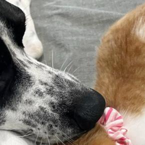 生後1か月ほどの小さな子猫→先住犬にぴったりと体をくっつけると…微笑ましすぎる光景に「迷いのない突進w」「ゼロ距離で笑った」と反響
