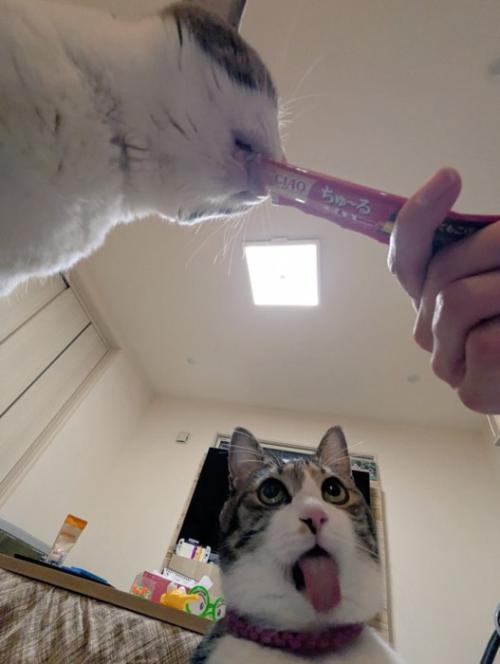 舌を出す猫