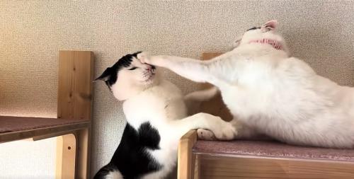 伏せをした猫に顔を叩かれている猫