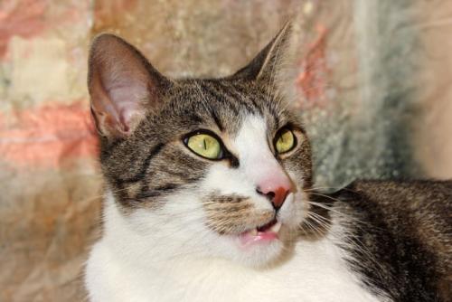 変顔になっている猫