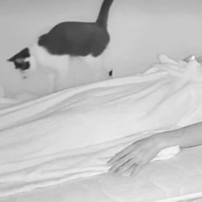 ベッドの上をのんびり歩いていた猫→飼い主の『手が動いた』次の瞬間…笑ってしまう反応が37万再生「相当びっくりしてる」「見事」