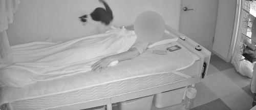 壁際で下を見つめる猫(尻尾の先ブレ)