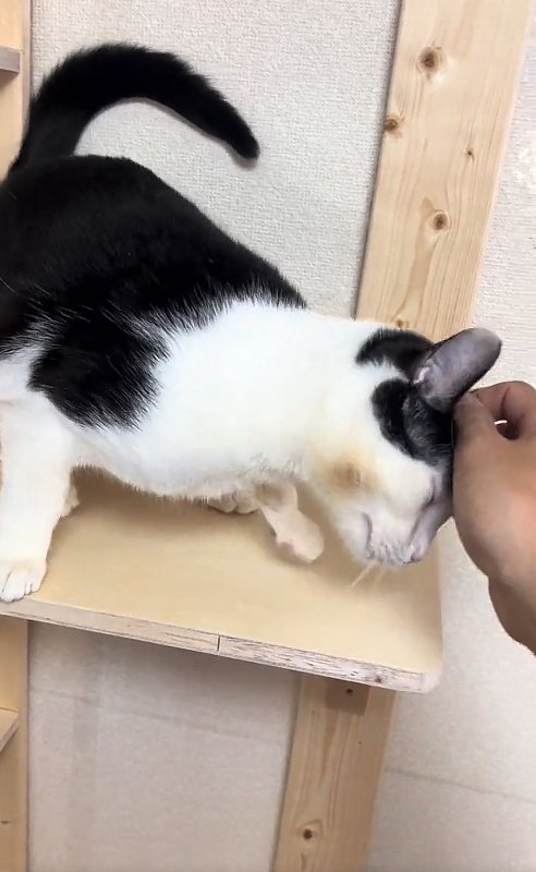 キャットステップの上で飼い主に頭を撫でられている猫