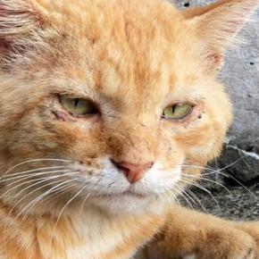 行方不明から半年、ボロボロで帰ってきたボス猫→連れて帰った結果…激変した『現在の様子』に「良すぎる」「幸せなんだね」と3万いいね