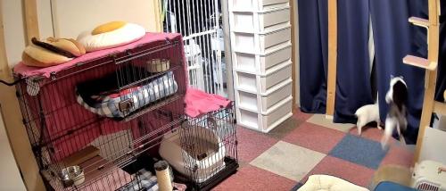 窓際の猫に向かってジャンプしている猫