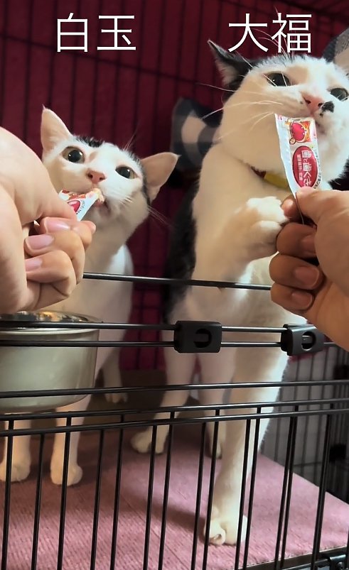 2匹並んでちゅ〜るを食べる猫