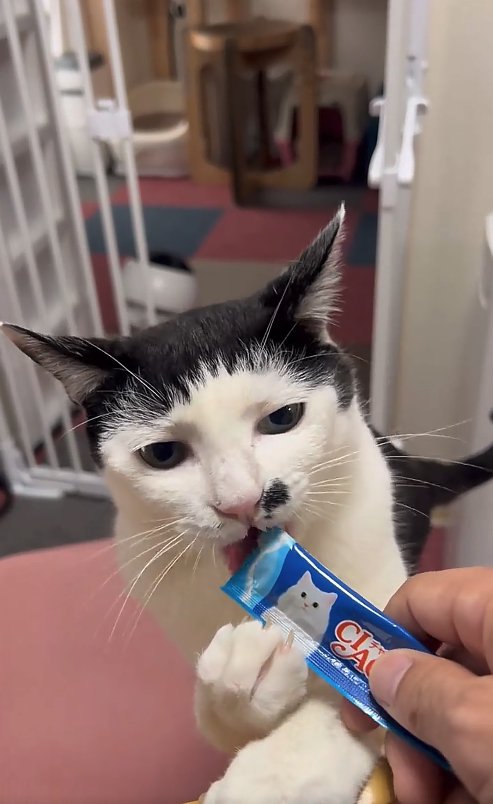 ちゅ〜るを食べている猫