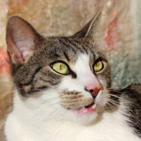 猫が『ニオイを嗅いで変顔』になるもの5選　フレーメン反応の仕組みや意味も解説