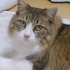 飼い主と一緒に寝たい猫→遅い時間になっても待ち続けて…『健気な様子』が可愛いと反響「疲れていても癒されるね」「大事な時間なんだ」