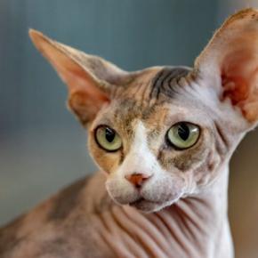 思わず目を引く『個性的な特徴』を持つ猫種5選　体格や被毛などに見られる様々な魅力をご紹介