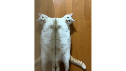 寝転ぶ猫