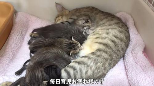ママと子猫たち