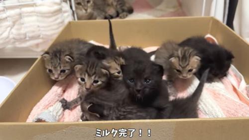 ミルクを飲んだ子猫たち