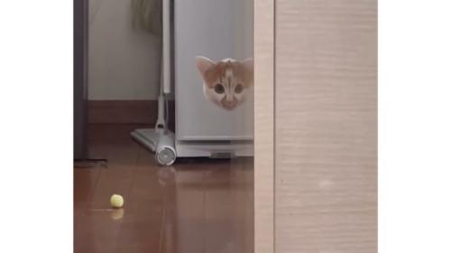 室内にいる猫