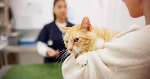 病院に連れてこられた猫